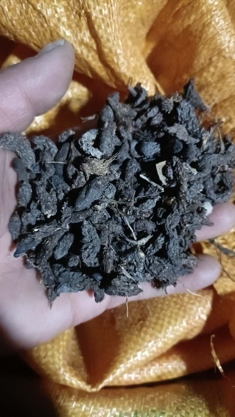 香附子