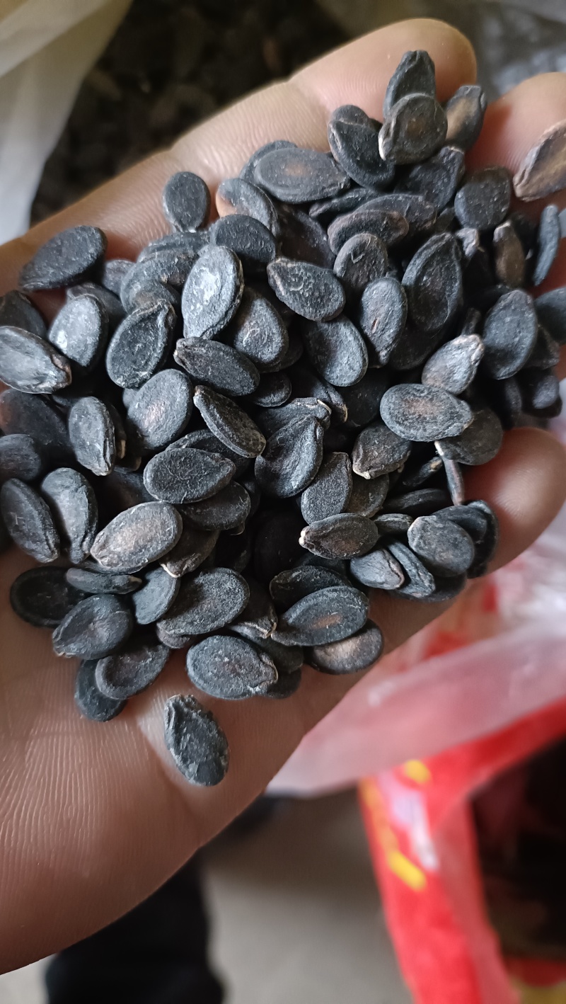 打瓜子，黑瓜子，生