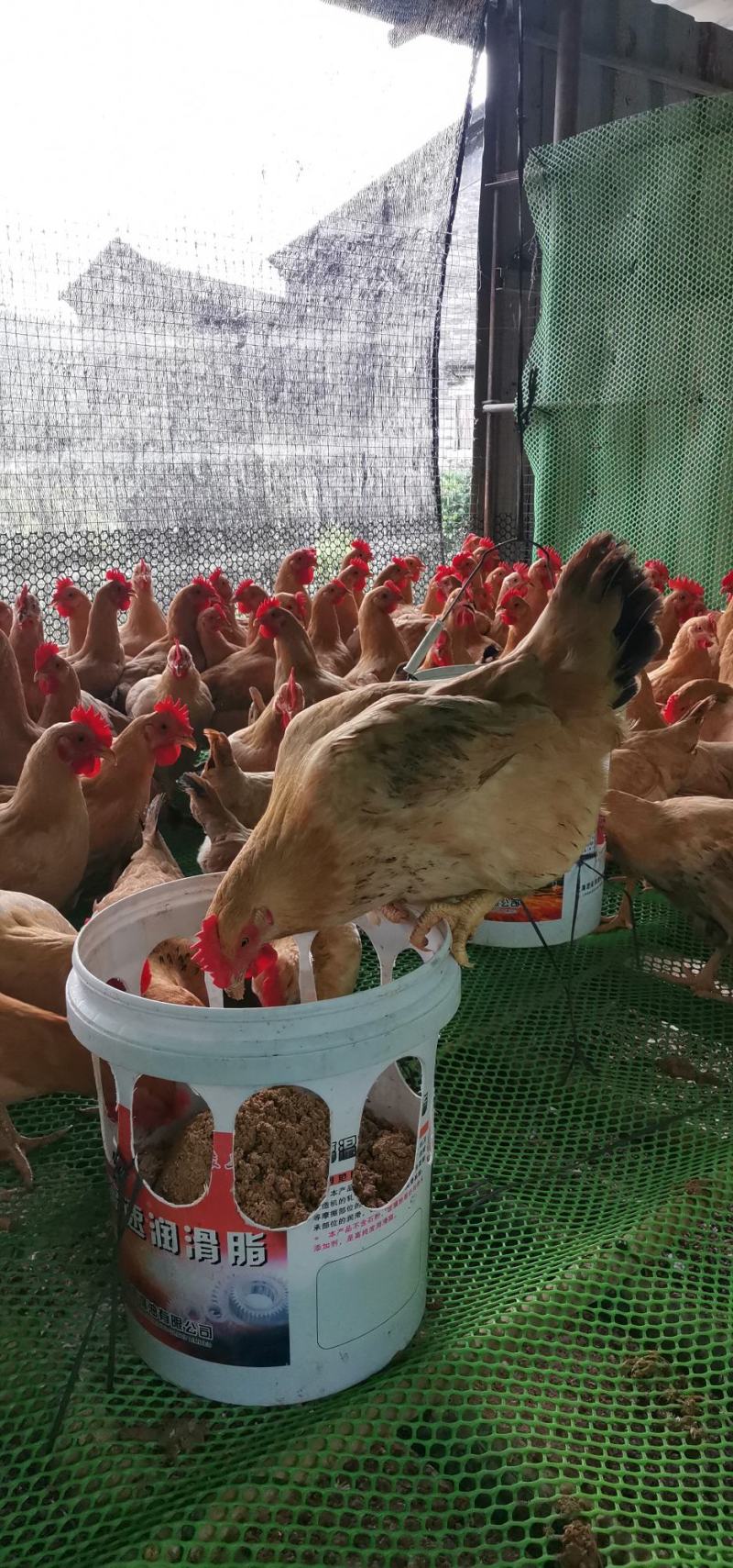 蓝园药膳鸡先散养后调养养殖基地直发货源充足