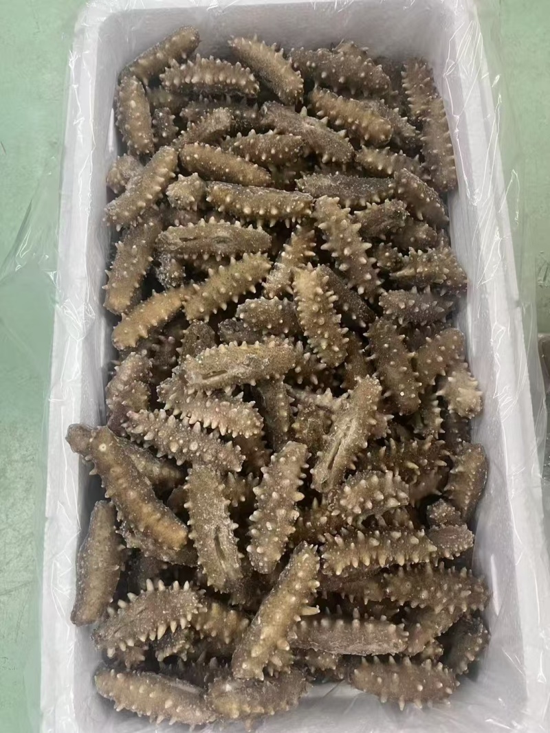 即食海参12-15头一斤，鲜食海参口感特别好
