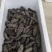 即食海参12-15头一斤，鲜食海参口感特别好