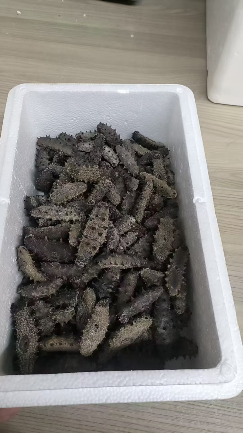即食海参12-15头一斤，鲜食海参口感特别好