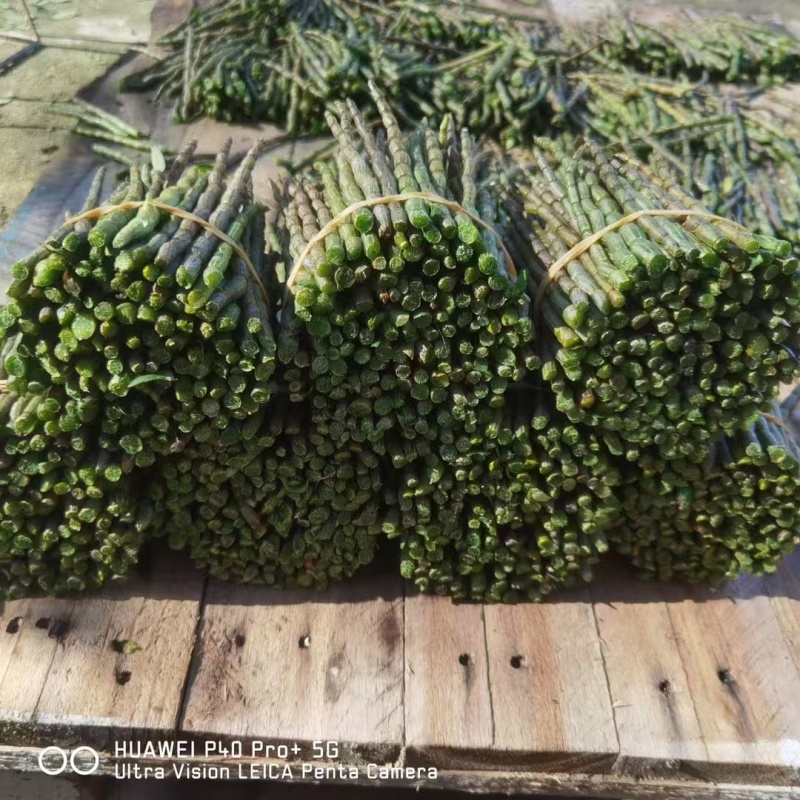 石斛鲜石斛条铁皮石斛鲜条石斛鲜石斛