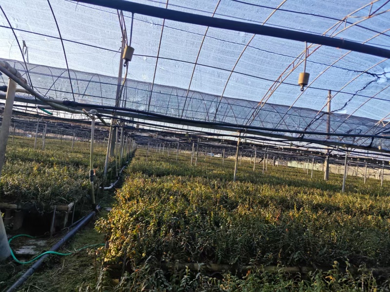 石斛鲜石斛条铁皮石斛鲜条石斛鲜石斛