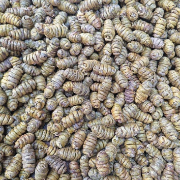 石斛正宗霍山云南铁皮石斛枫斗250g特级铁皮石斛干条包邮