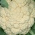 【精品】花菜苗花椰菜苗子松花菜苗菜花苗各种蔬菜种苗