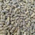 石斛正宗霍山云南铁皮石斛枫斗250g特级铁皮石斛干条包邮