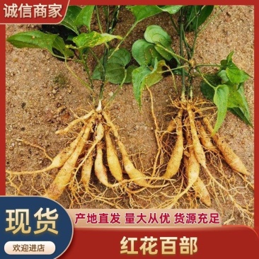 广西红花百部苗九重根百条根种苗绿植基地现挖现发