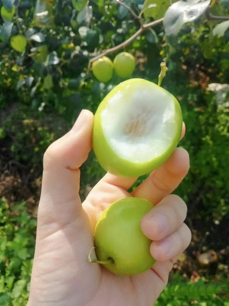 牛奶青枣（广西青枣）一手货源量大价优，可视频看货代发全国