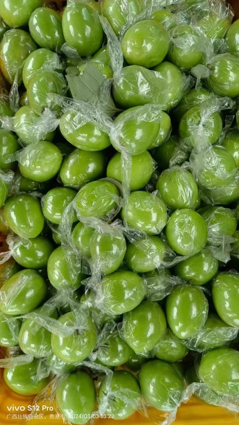 牛奶青枣（广西青枣）一手货源量大价优，可视频看货代发全国