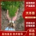 广西良种长径大天苳苗天冬苗批发优质高产基地直销