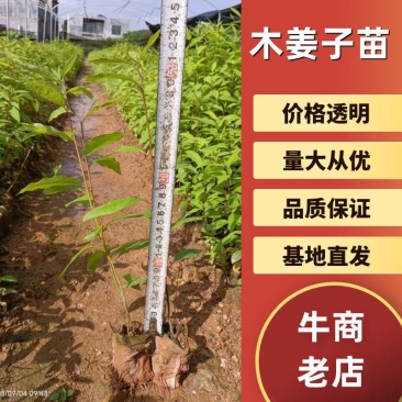 山苍子苗木姜子带营养杯发货种植成活率高