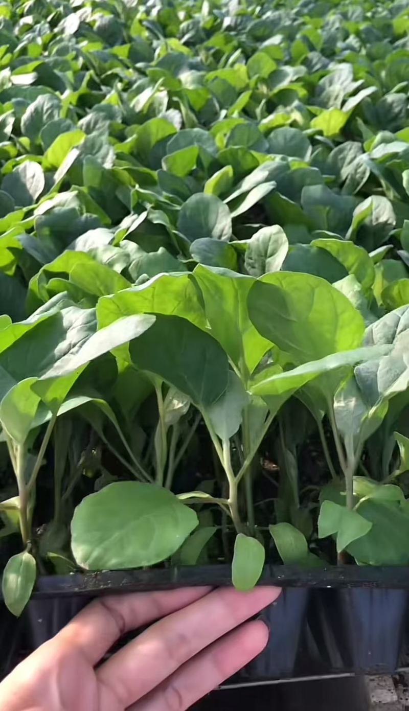 茄子苗圆茄苗紫光圆茄苗紫黑茄苗山东种苗基地直发