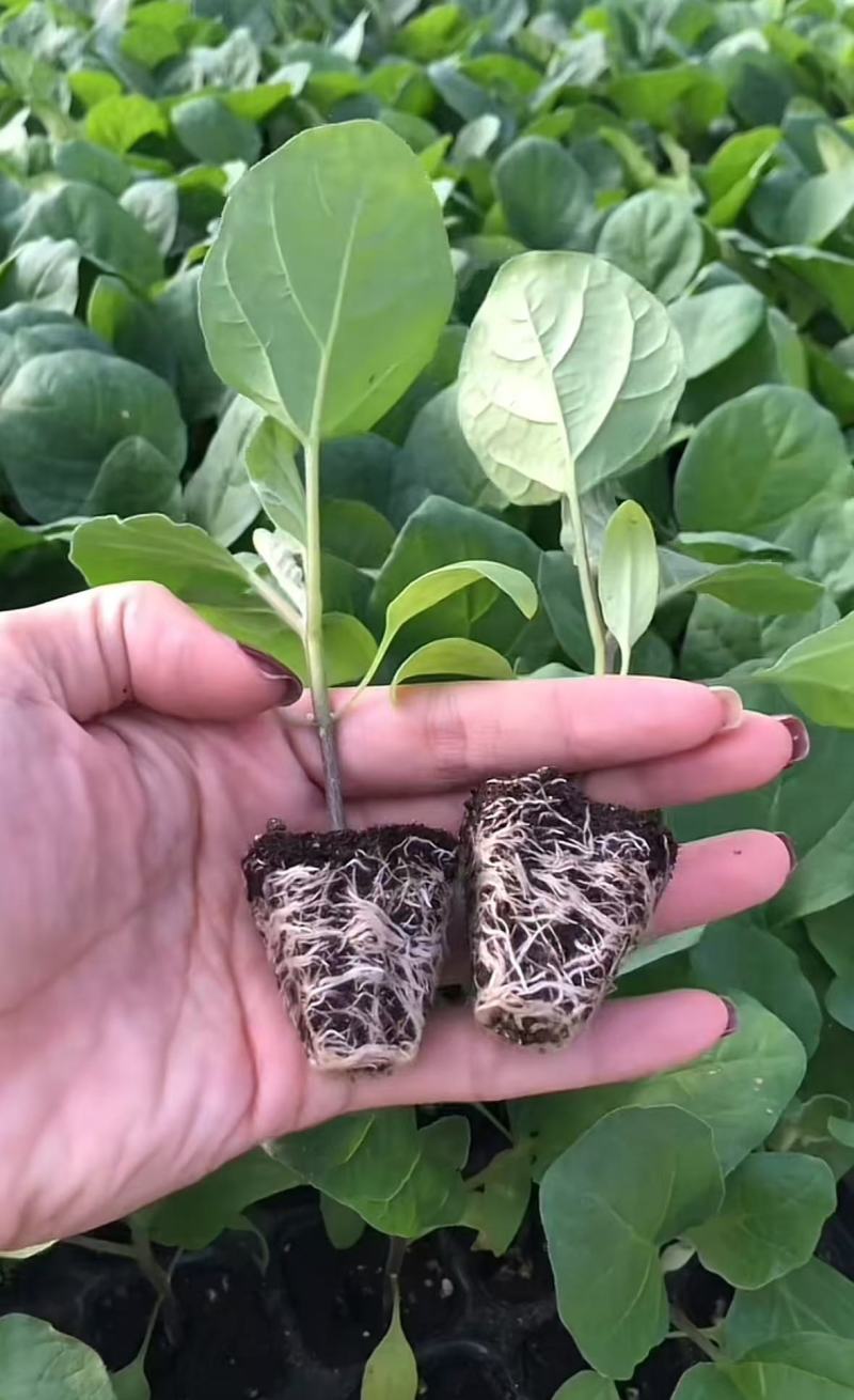 茄子苗圆茄苗紫光圆茄苗紫黑茄苗山东种苗基地直发