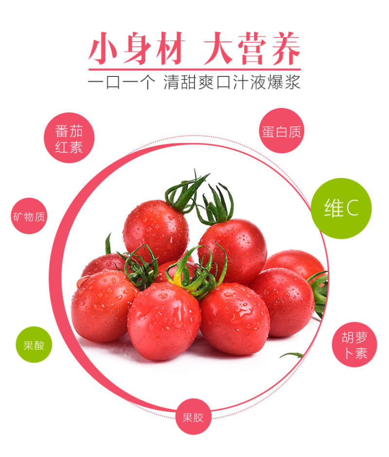 樱桃番茄SOPolo串番茄清甜爽口可视频看货量大从优