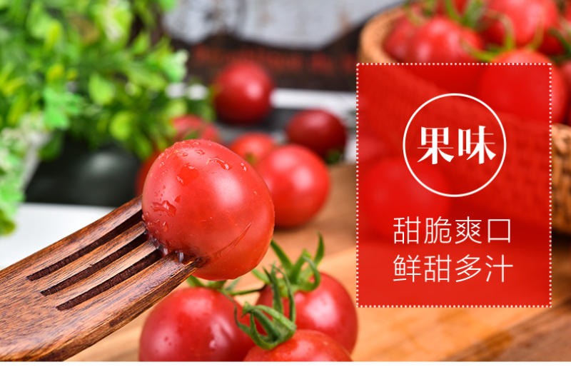 樱桃番茄SOPolo串番茄清甜爽口可视频看货量大从优