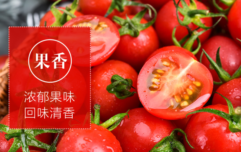 樱桃番茄SOPolo串番茄清甜爽口可视频看货量大从优