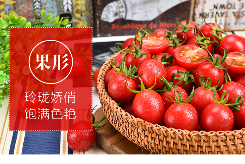樱桃番茄SOPolo串番茄清甜爽口可视频看货量大从优