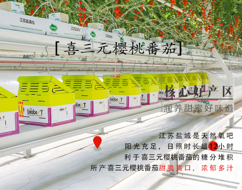 樱桃番茄SOPolo串番茄清甜爽口可视频看货量大从优