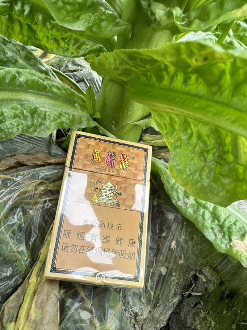 新津本地私人三青莴笋，欢迎代办，老板打扰