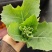 油菜苔