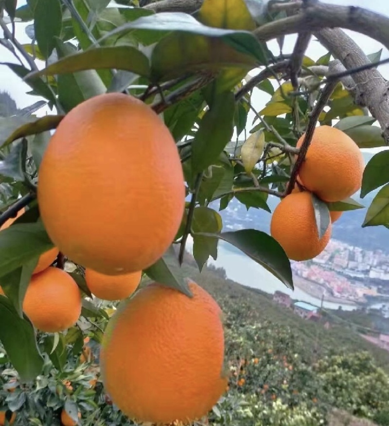 长虹脐橙个头大果面干净口感甜产地一手大量有货