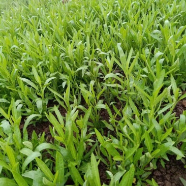 大量供应空心菜种苗