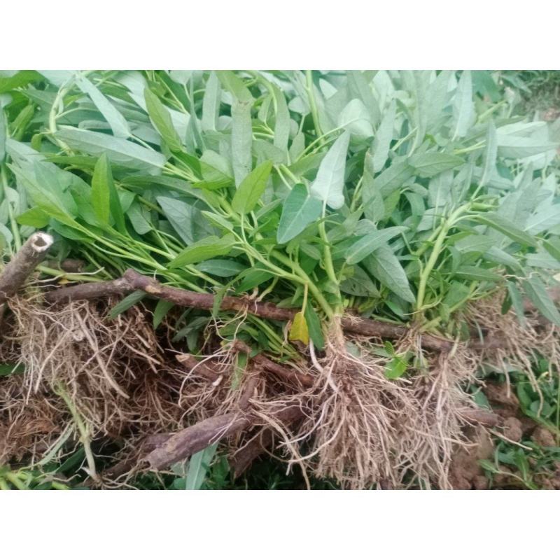 大量供应空心菜种苗