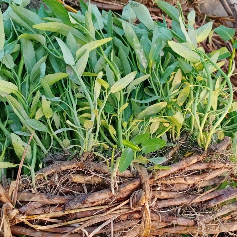 大量供应空心菜种苗