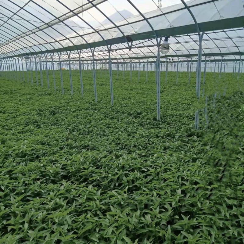 大量供应空心菜种苗