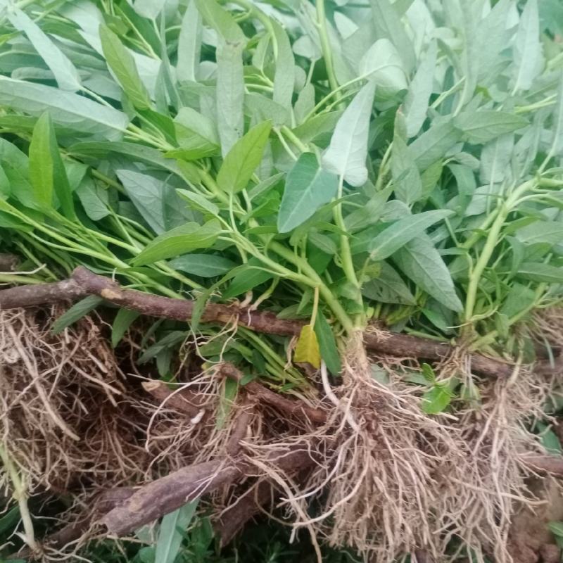大量供应空心菜种苗