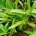 大量供应空心菜种苗