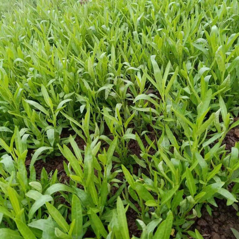 大量供应空心菜种苗