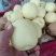 皇冠梨