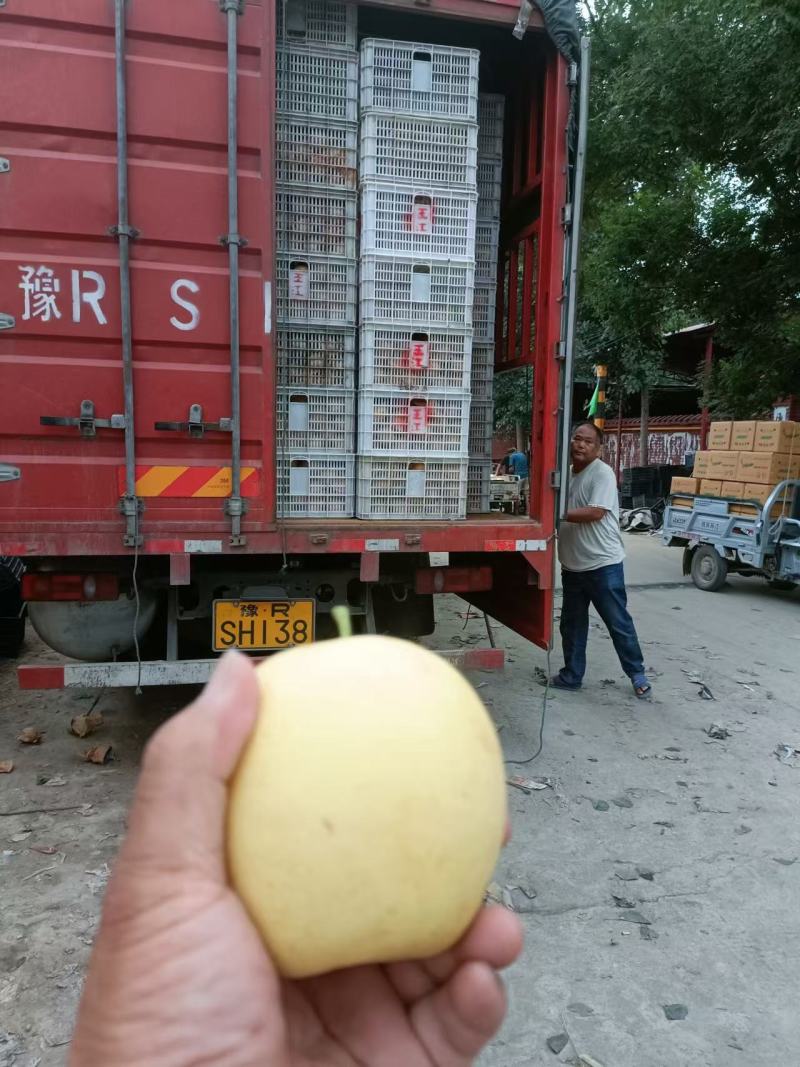 皇冠梨