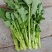 油菜苔