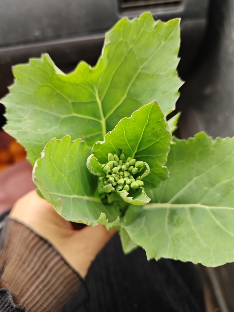 油菜苔