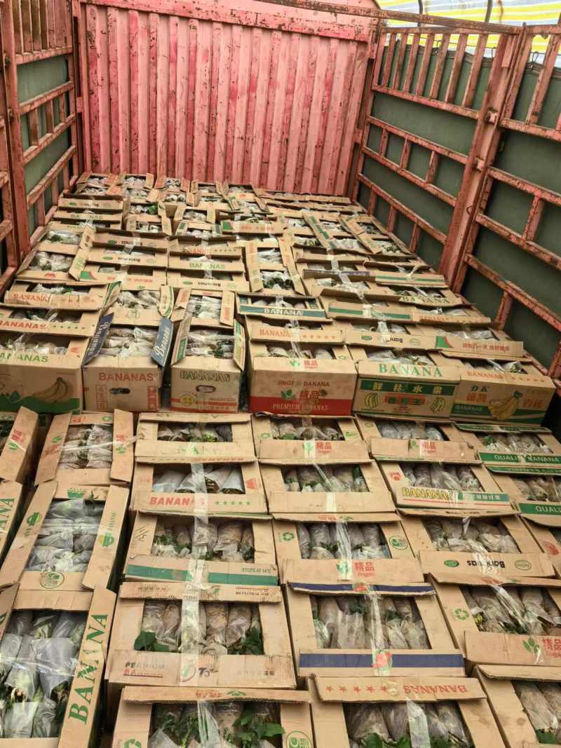 佛手瓜，老瓜苗，新瓜，产地直采直发，品质保障，售后无忧，