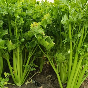 芹菜西芹法国皇后