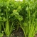 芹菜西芹法国皇后