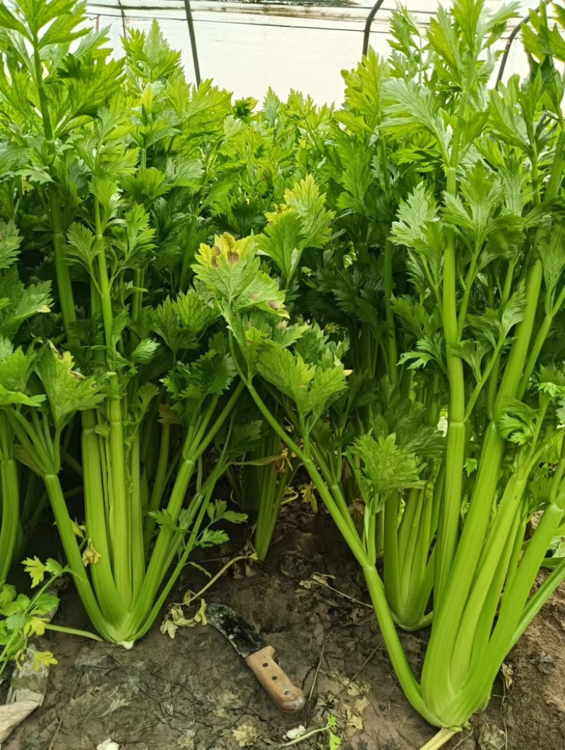 芹菜西芹法国皇后