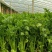 芹菜西芹法国皇后