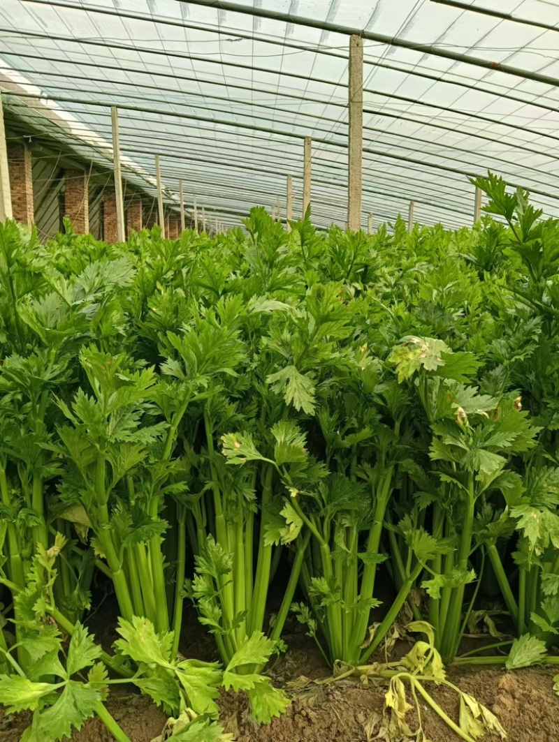 芹菜西芹法国皇后