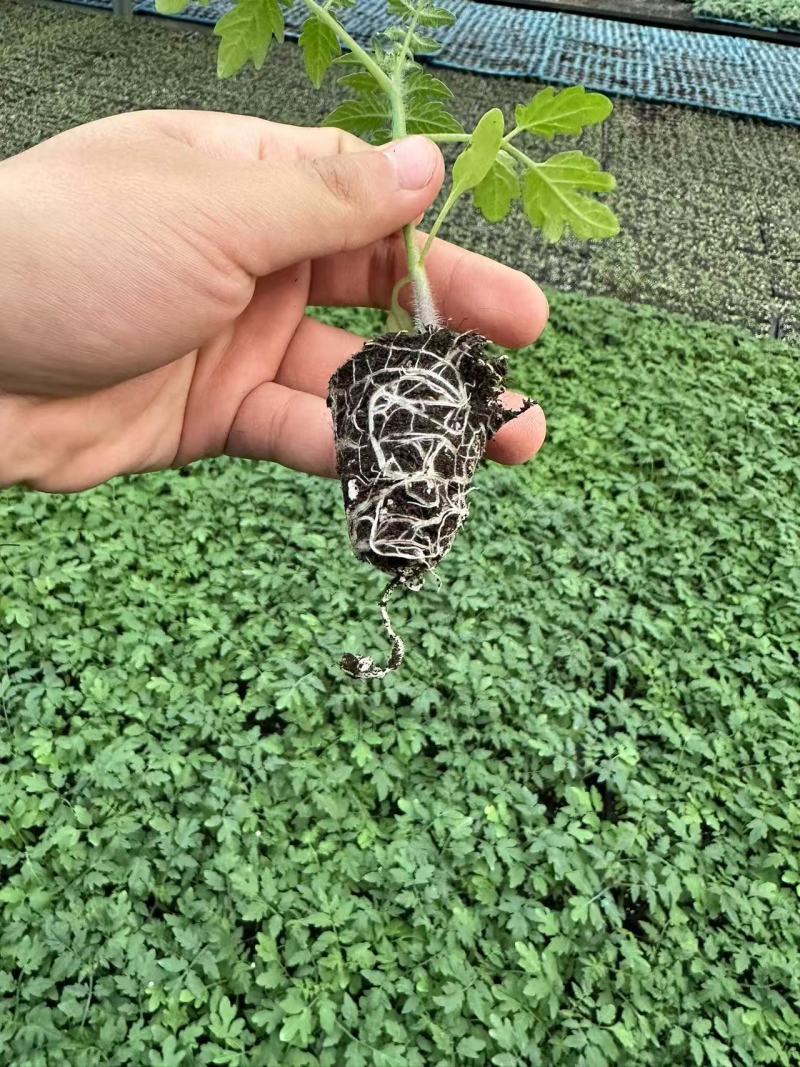 圣女果苗水果小番茄苗高甜高产小柿子苗免费技术指导
