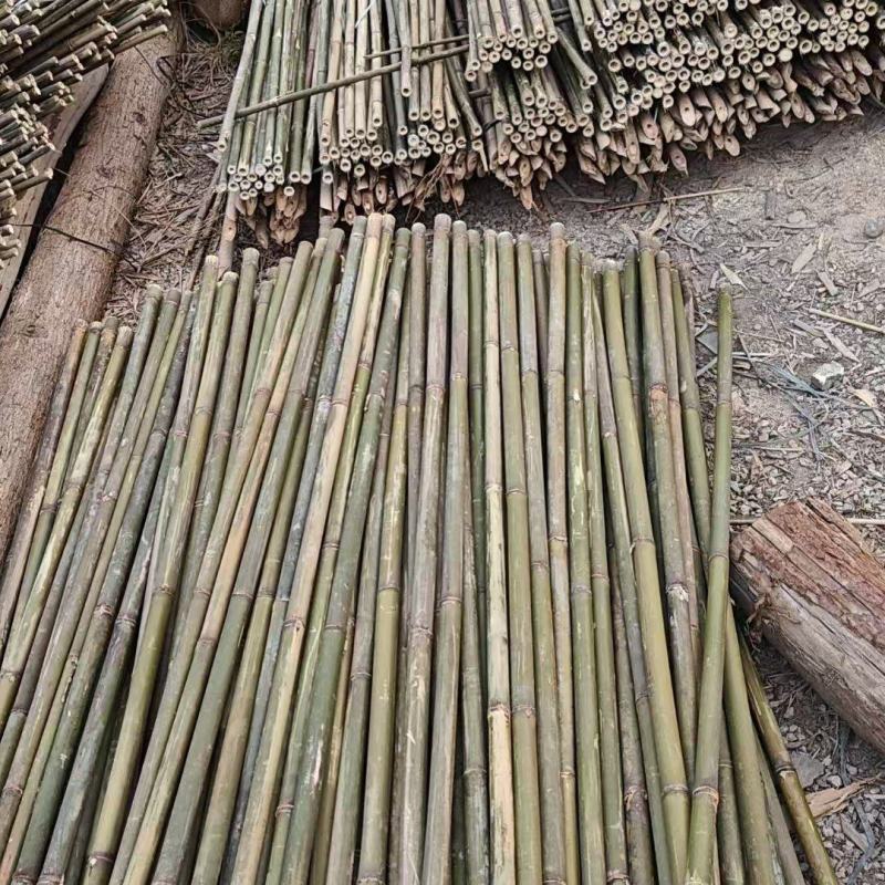 大叶苦竹大量上市产地直发价格优惠欢迎来电洽谈合作