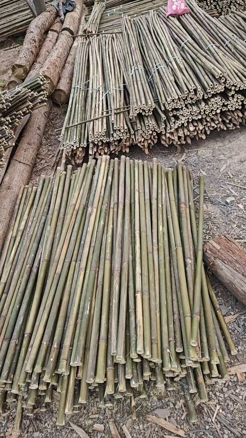 大叶苦竹大量上市产地直发价格优惠欢迎来电洽谈合作