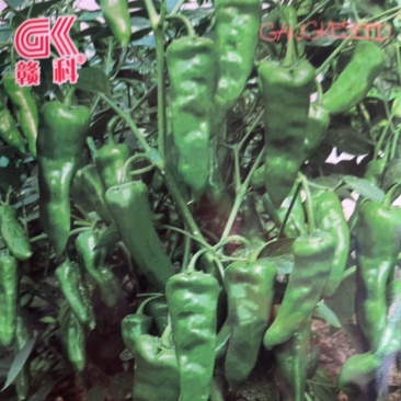 赣科一闻香江西辣椒皮薄肉嫩鲜辣爽口开胃早熟中高辣椒