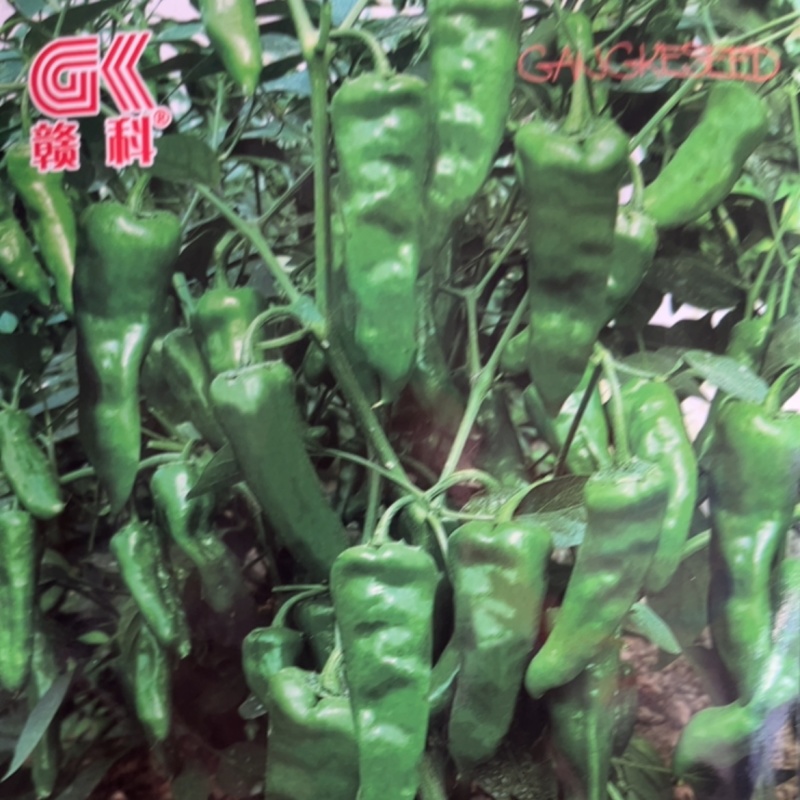 赣科一闻香江西辣椒皮薄肉嫩鲜辣爽口开胃早熟中高辣椒