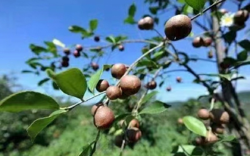 【热卖】江西山茶油正宗山茶油品质保证1斤可发欢迎电联