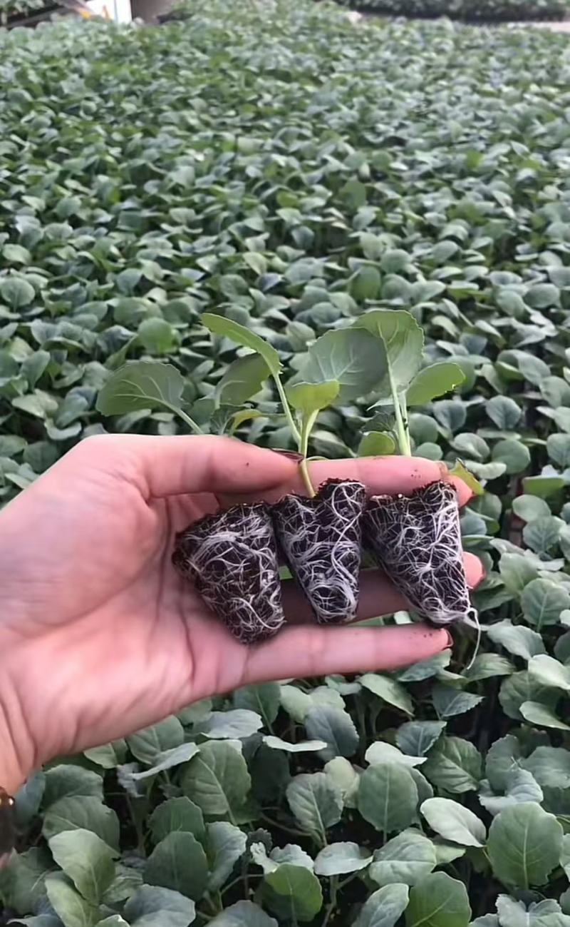 寒秀西蓝花苗绿花菜苗存活率高可视频看货